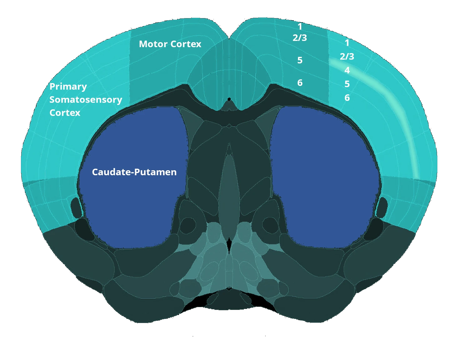 An Image from a Mouse Brain Atlas