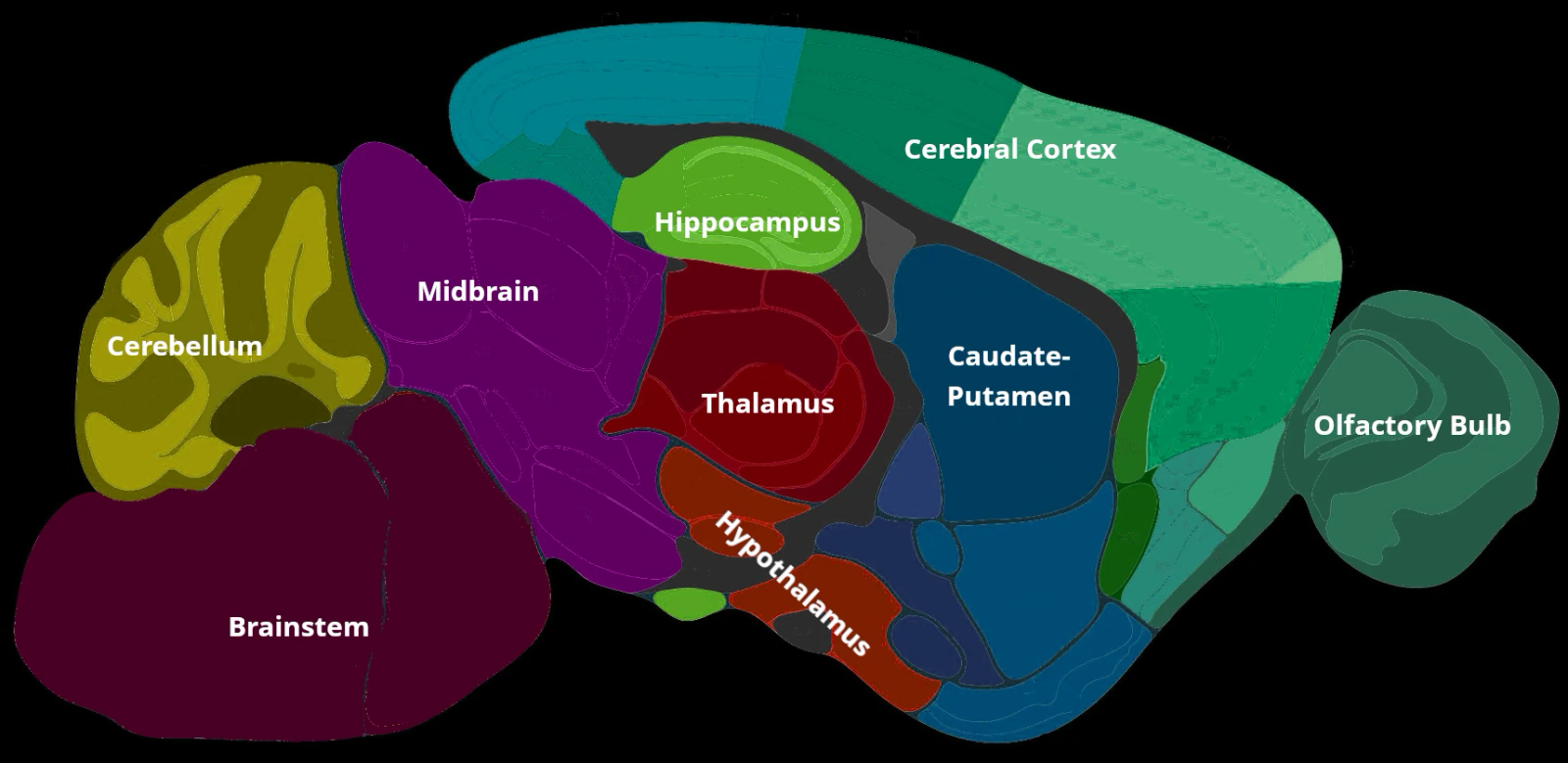 An Image from a Mouse Brain Atlas