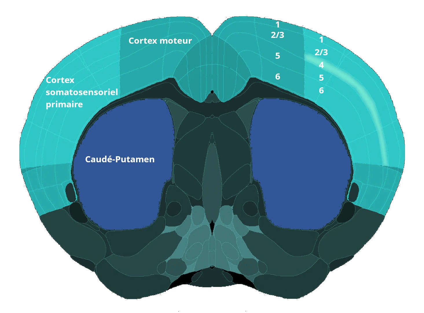 Une image tirée d'un Atlas du cerveau de la souris.