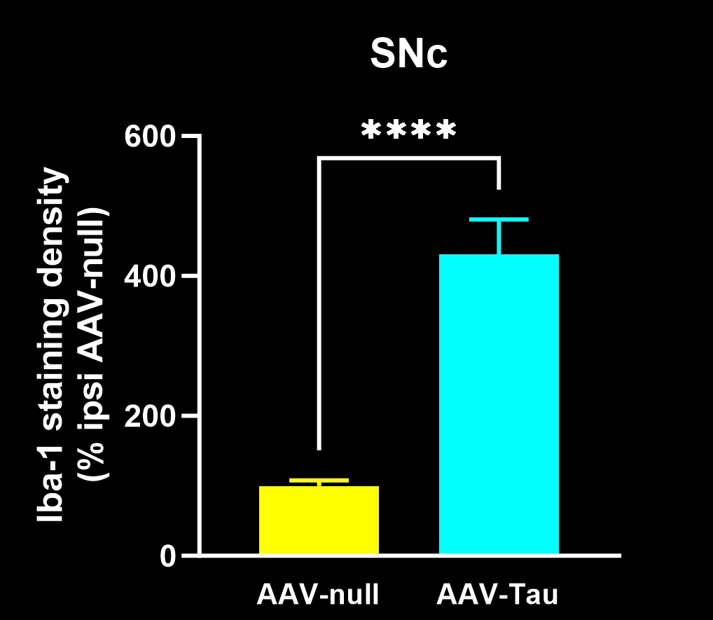 Plots of Iba-1 staining for AAV-Null and AAV-Tau Injected Mice