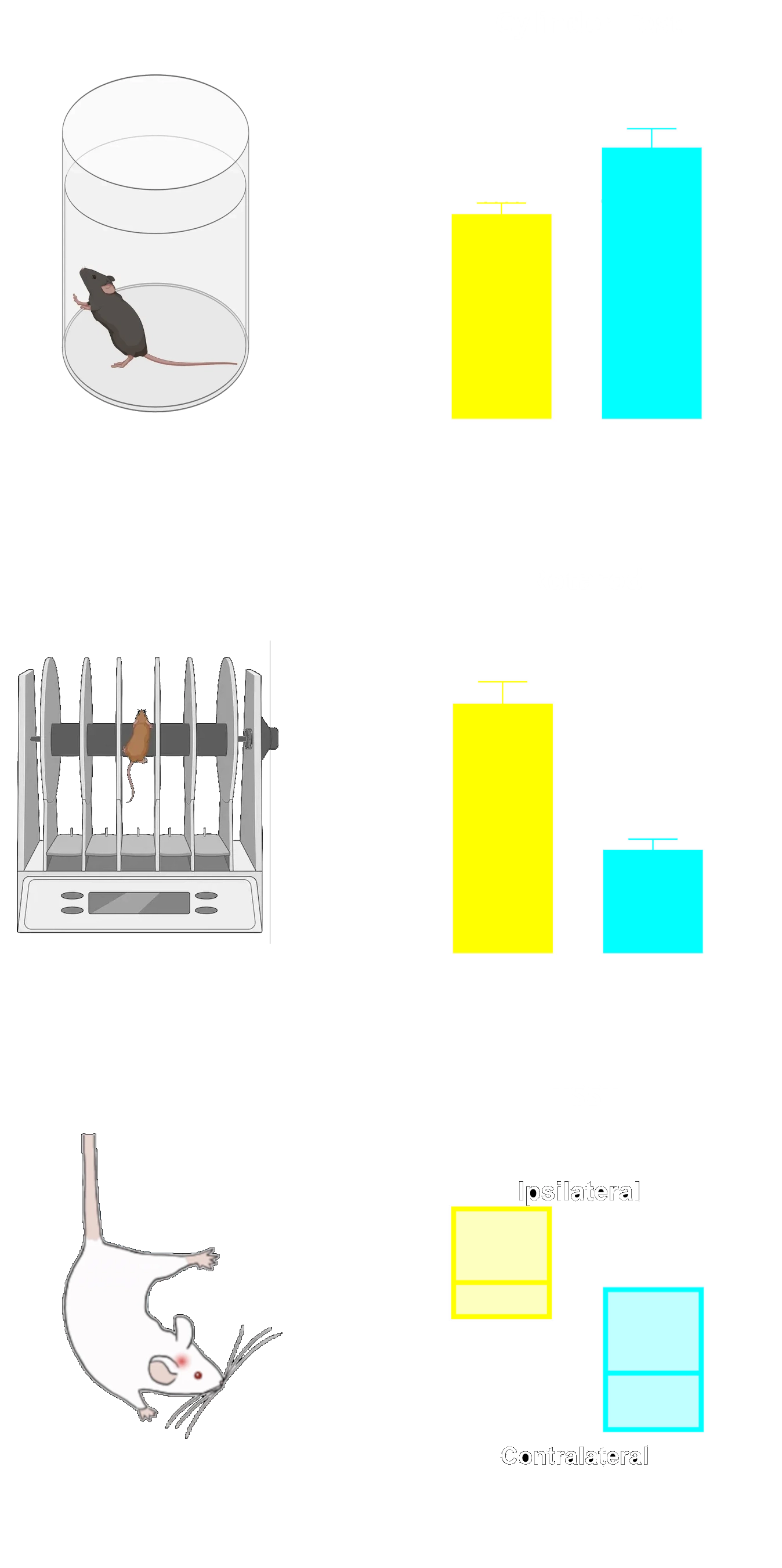 Illustration of Motor Tests and Plots of AAV-Syn vs. AAV-null