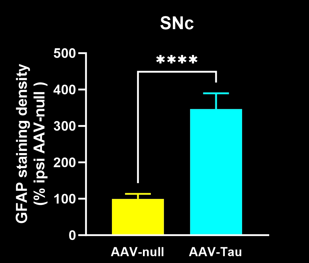 Plot of GFAP Staining Density in SNc